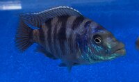 Placidochromis milomo red 8-10 cm