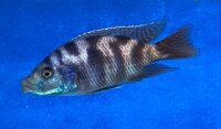 Placidochromis milomo red 8-10 cm