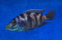 Placidochromis milomo red 8-10 cm
