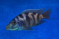 Placidochromis milomo red 8-10 cm