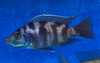 Placidochromis milomo red 8-10 cm