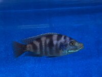 Placidochromis milomo red 8-10 cm
