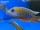 Aulonocara jacobfreibergi Cape Maclear 4-6 cm