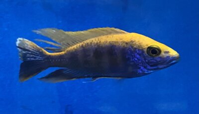 Otopharynx lithobathes sulphur head 9-11 cm