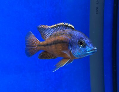 Protomelas taeniolatus Boadzulu (Namalenje) 8-11 cm
