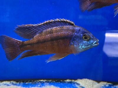 Protomelas taeniolatus Boadzulu (Namalenje) 8-11 cm