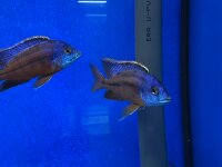 Protomelas taeniolatus Boadzulu (Namalenje) 8-11 cm