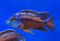 Protomelas taeniolatus Boadzulu (Namalenje) 8-11 cm
