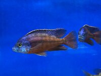 Protomelas taeniolatus Boadzulu (Namalenje) 8-11 cm