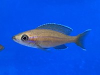 Paracyprichromis nigripinnis blue neon 8-10 cm
