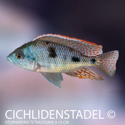 Otopharynx tetrastigma 10-13 cm