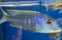 Buccochromis lepturus 12-15 cm