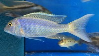 Buccochromis lepturus 19-22 cm