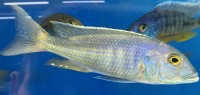 Buccochromis lepturus 19-22 cm