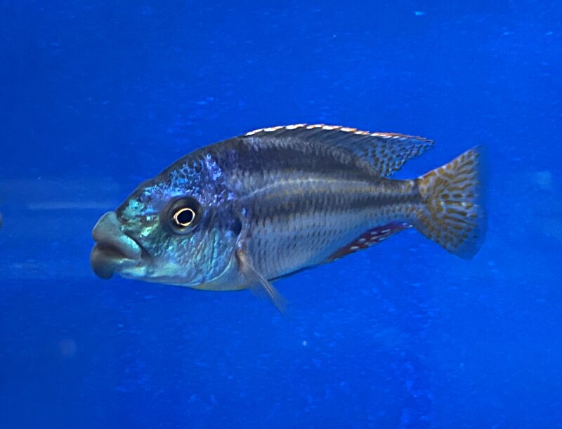 Cheilochromis euchilus 11-14 cm
