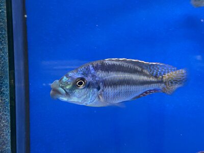 Cheilochromis euchilus 11-14 cm