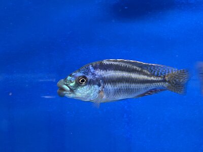 Cheilochromis euchilus 11-14 cm