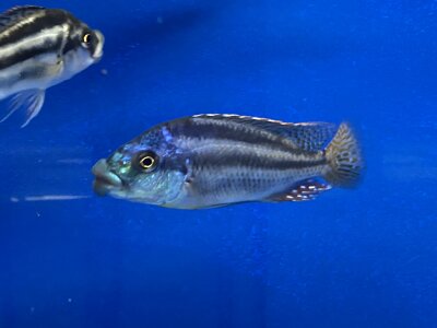 Cheilochromis euchilus 11-14 cm