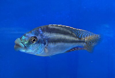 Cheilochromis euchilus 11-14 cm