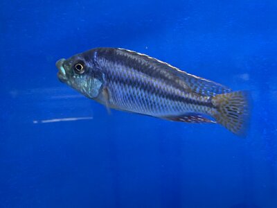 Cheilochromis euchilus 11-14 cm