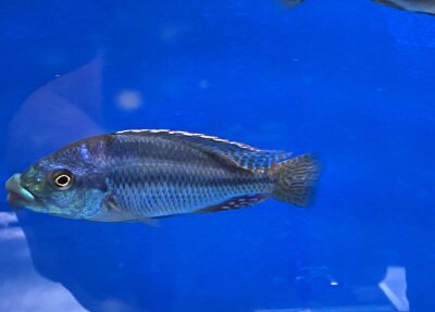 Cheilochromis euchilus 11-14 cm