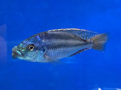 Cheilochromis euchilus 11-14 cm