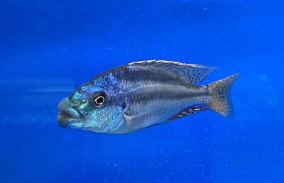 Cheilochromis euchilus 11-14 cm