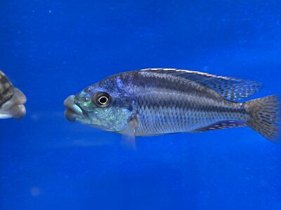 Cheilochromis euchilus 11-14 cm