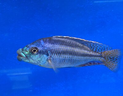 Cheilochromis euchilus 11-14 cm