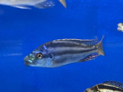 Cheilochromis euchilus 11-14 cm