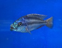 Cheilochromis euchilus 11-14 cm
