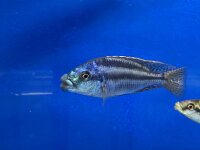 Cheilochromis euchilus 11-14 cm