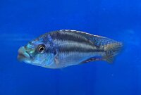 Cheilochromis euchilus 11-14 cm