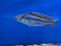 Cheilochromis euchilus 11-14 cm