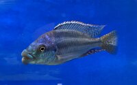 Cheilochromis euchilus 11-14 cm