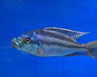 Cheilochromis euchilus 11-14 cm