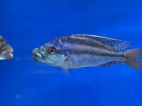 Cheilochromis euchilus 11-14 cm
