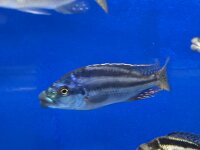 Cheilochromis euchilus 11-14 cm