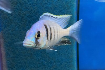 Placidochromis electra Likoma 8-11 cm