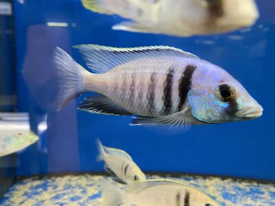 Placidochromis electra Likoma 8-11 cm