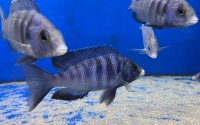 Placidochromis phenochilus Mdoka white lips 6-8 cm