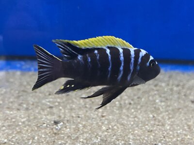 Cynotilapia afra spec Deep Ndonga 7-9 cm