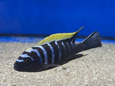 Cynotilapia afra spec Deep Ndonga 7-9 cm