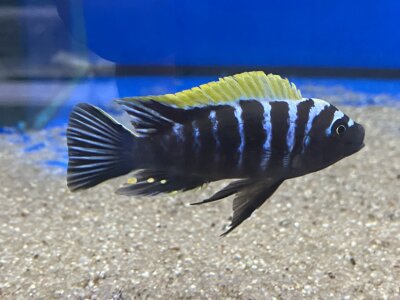 Cynotilapia afra spec Deep Ndonga 7-9 cm