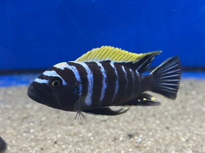 Cynotilapia afra spec Deep Ndonga 7-9 cm
