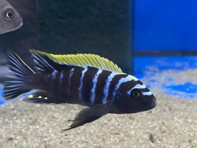 Cynotilapia afra spec Deep Ndonga 7-9 cm