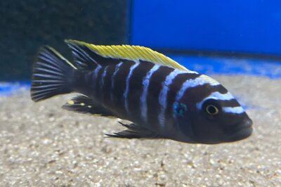 Cynotilapia afra spec Deep Ndonga 7-9 cm