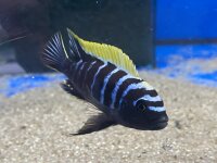Cynotilapia afra spec Deep Ndonga 7-9 cm