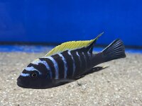 Cynotilapia afra spec Deep Ndonga 7-9 cm