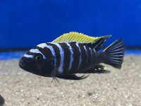 Cynotilapia afra spec Deep Ndonga 7-9 cm